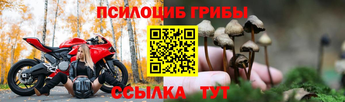 Юрга  Псилоцибиновые грибы ЛСД  Вход с VPN  Псилоцибиновые грибы Psilocybine cubensis 